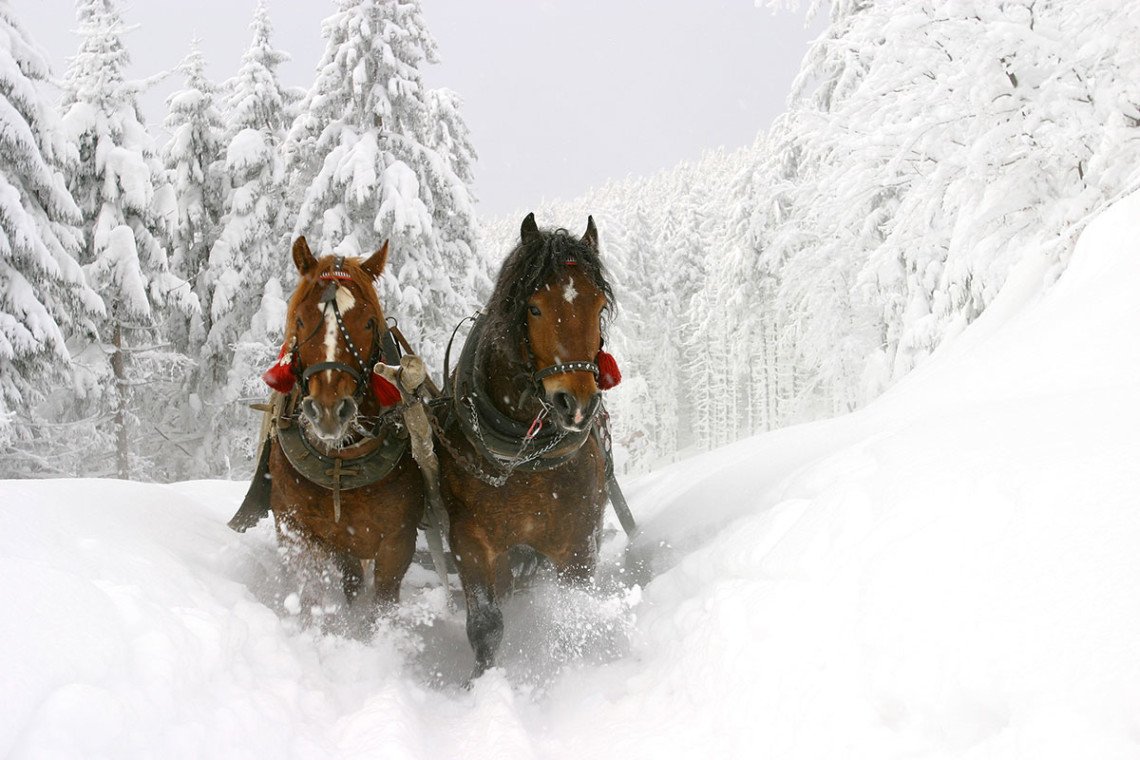 Pferdeschlittenfahren - Winterurlaub & Skiurlaub in Flachau, Salzburger Land, Ski amadé - Ferienwohnung im Haus Maier